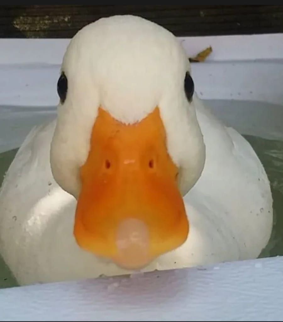 Profil de Rosemain